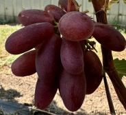 fresh muskat
